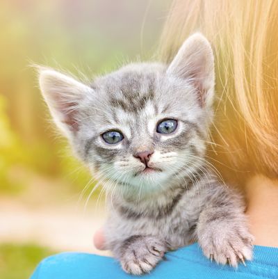 猫に元気がない 元気がない時の理由と対処法3つ プロ監修 Zehitomo Journal