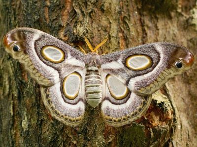 秋の花粉症 夏の終わり頃から注意 秋の花粉とアレルギー Zehitomo Journal 秋の花粉症 夏の終わり頃から注意 秋の花粉とアレルギー Zehitomo Journal