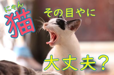 猫の目やにの色 症状別の対処法5選 Zehitomo Journal 猫の目やにの色 症状別の対処法5選 Zehitomo Journal