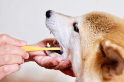 犬も虫歯になる 飼い主さんが知っておきたい サインや予防法zehitomo Journal 犬も虫歯になる 飼い主さんが知っておきたい サインや予防法zehitomo Journal