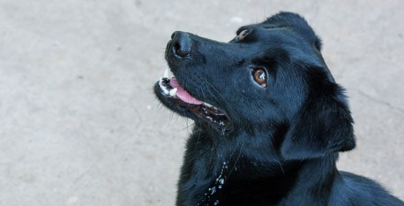 愛知県で人気の犬のしつけ教室 ドッグトレーナー12選 21年4月更新 ゼヒトモ Zehitomo