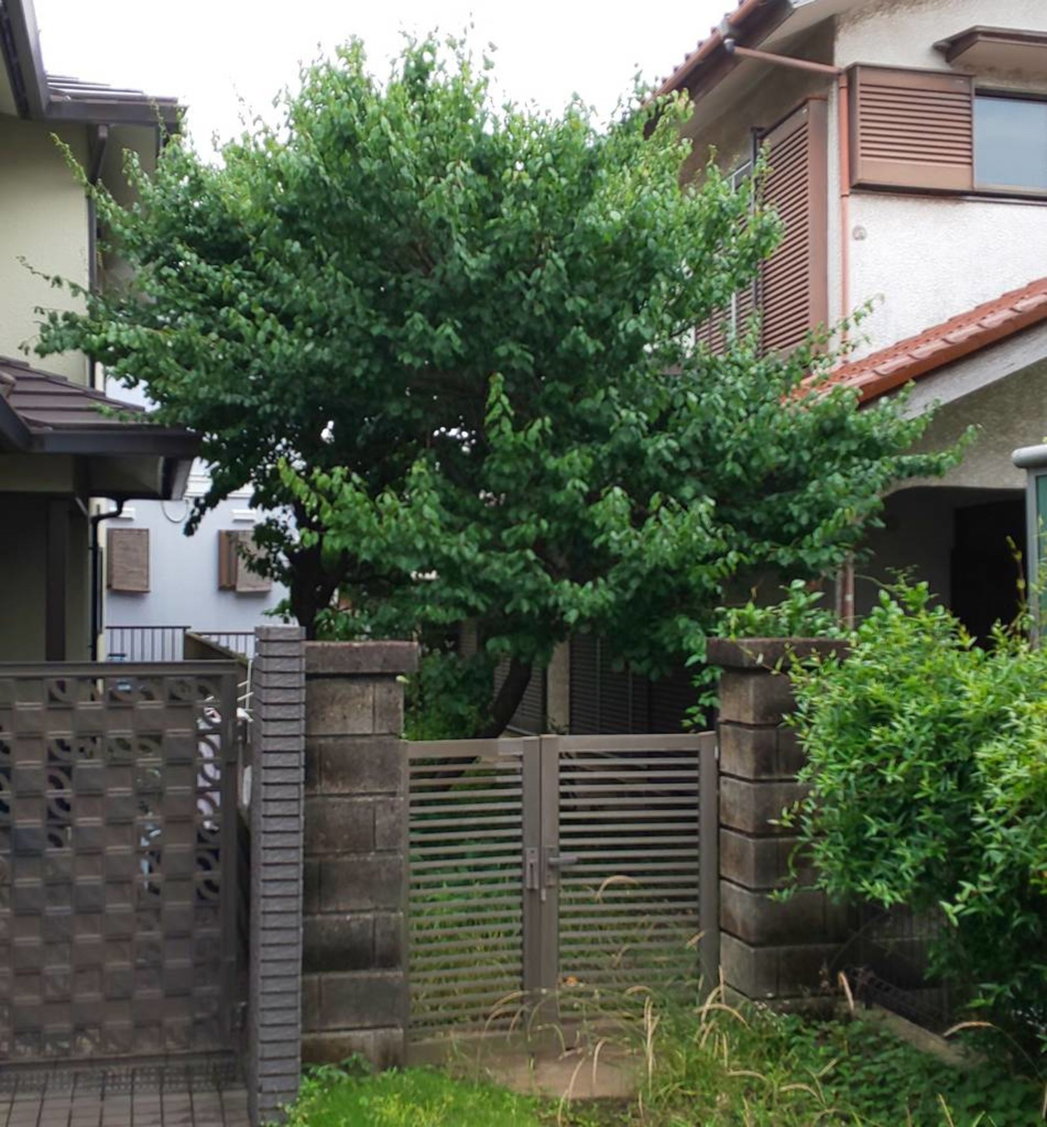 庭木の伐採相談見積もり承ります】空き家の庭片付け・伸びた庭木の枝 