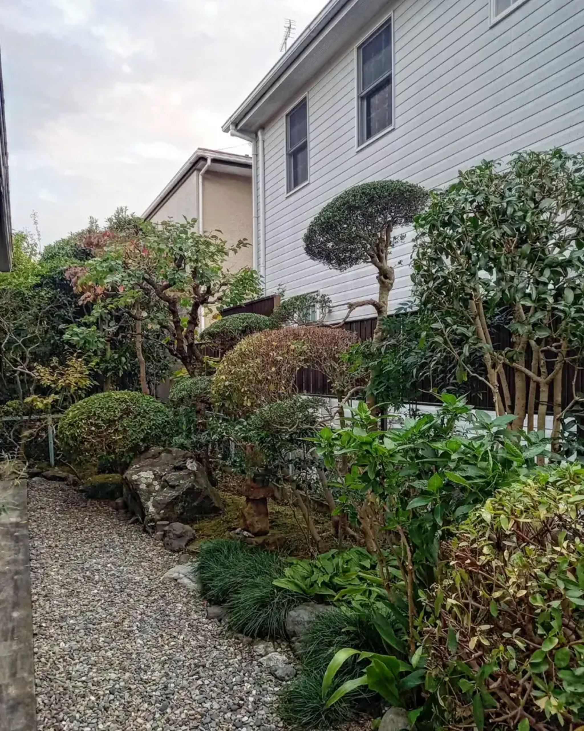 ◇黒松 クロマツ◇ 園芸 庭園 日本庭園 ガーデニング ② - 植木、庭木