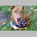 ドッグシッターカウピリ