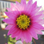 サンドペインティング ナシラ