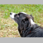 ペットタクシー・ハッピードッグズ