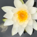 心のセミナリヨ草庵