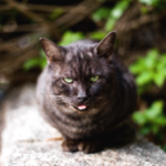 アオノ写真事務所