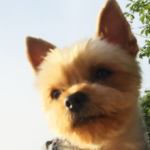 クールドッグサービス