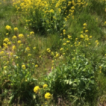 ピアノフォルテ