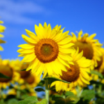 プールで晴れ晴れ