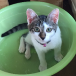 ペットシッターHookTailホックテイル