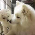 エンジェルドッグハナ