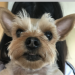 一般社団法人ドルチェ