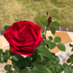 合同会社ガーデナーシップ