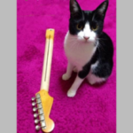 サンチェスギター診療所