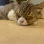 株式会社　渡邉総業