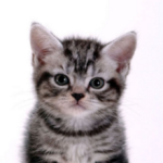 原クリエイティブディレクション