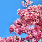 株式会社シャインホーム