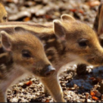 株式会社テクニカ