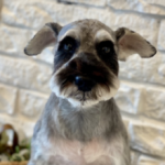 合同会社　レイワエアーサービス