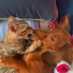 shoji.soccer1006@icloud.com