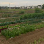 新井