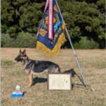 Dog　School　MERIA【出張訓練専門スクール】