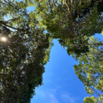 kkysa.dbk@icloud.com