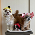 橋本リフォーム興業