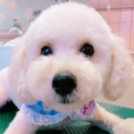 キタイシーリング