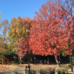 たまプラーザ行政書士事務所