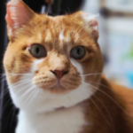 大久保 直輝
