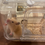 フリースタイル