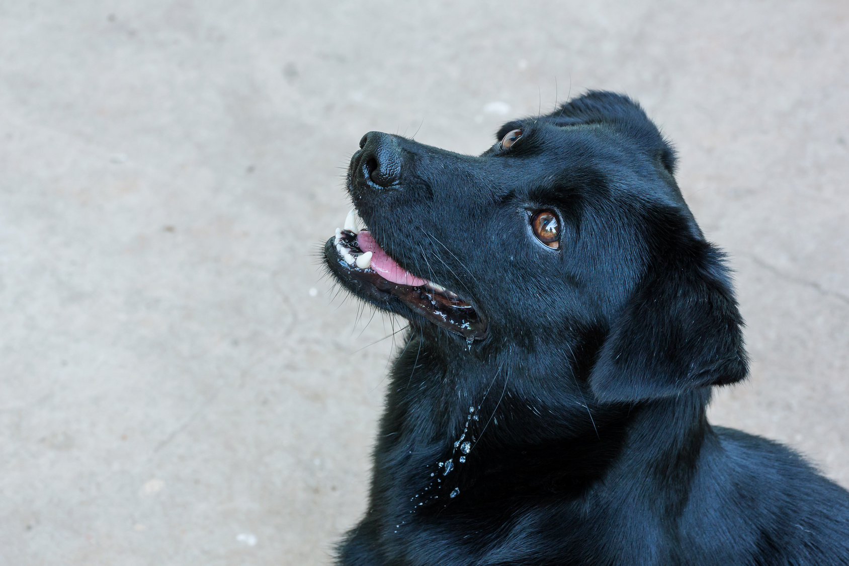近くの犬のしつけ教室 ドッグトレーニングを探す 21年10月更新 ゼヒトモ Zehitomo