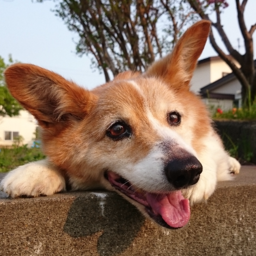 北海道で人気のペットのお世話10選 年9月更新 Zehitomo