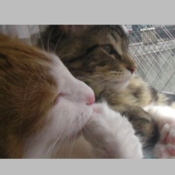 キャットシッターねこグルミ