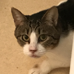 ペットシッター紬