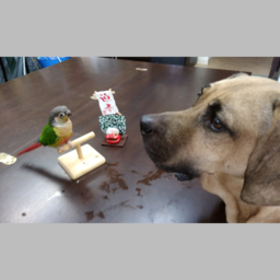 兵庫県川西市で人気の犬のしつけ教室 ドッグトレーナー10選 年9月更新 Zehitomo