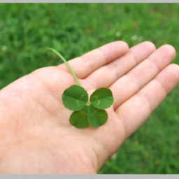 不用品回収、遺品整理のエコクリア・クローバー