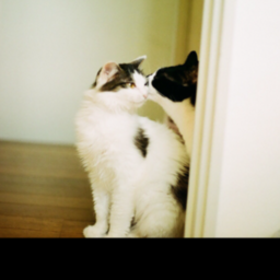 日本ペットシッターサービス豊島店 夢きゅ〜ぶ