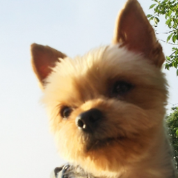 クールドッグサービス