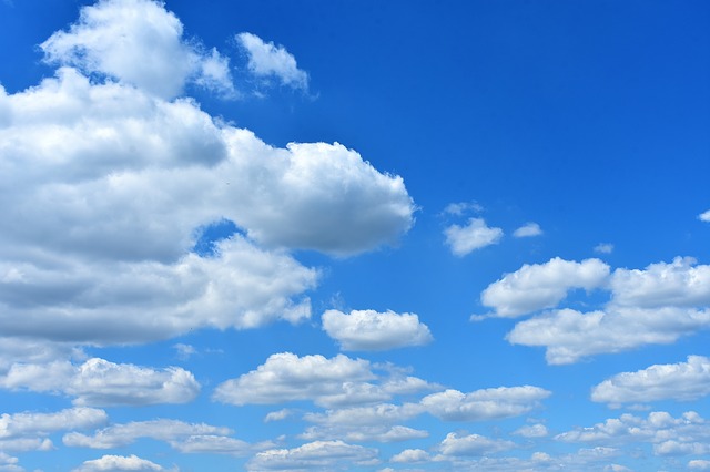 ホンコン カポックの育て方は 育てる5つのポイントや増やし方も Zehitomo Journal