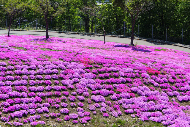 芝桜の育て方は 育てる5つのポイントと芝桜の名所も Zehitomo Journal