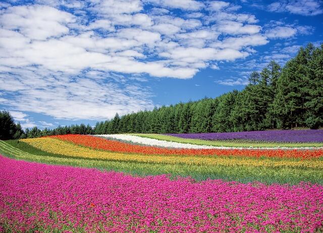 芝桜の育て方は 育てる5つのポイントと芝桜の名所も Zehitomo Journal