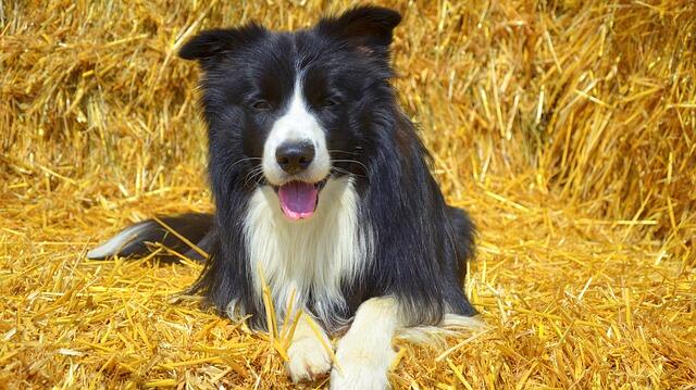犬は何時間留守番できる 留守番のしつけ方法も Zehitomo Journal
