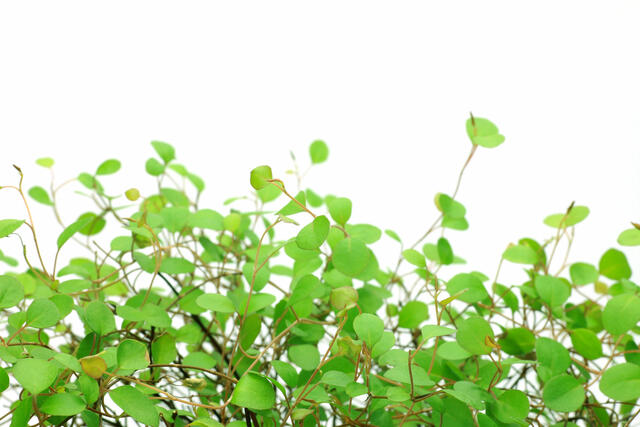 ワイヤー プランツの育て方は 育てる5つのポイントも Zehitomo Journal