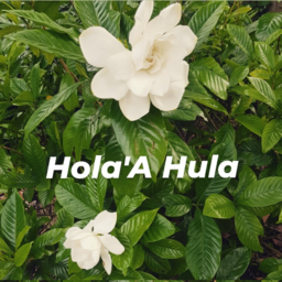Hola'A Hula