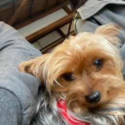 マルチスタンダード