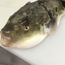 株式会社Banquet future